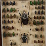 Entomologische Sammlung - photo 4
