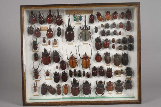Entomologische Sammlung - photo 6