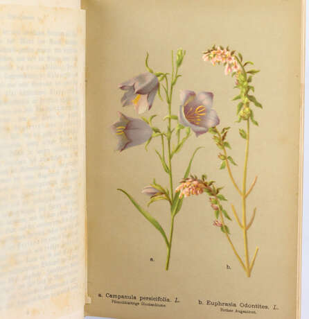 Herbst - und Winterblumen 1886 - Foto 2