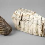 Zwei fossile Mammutzähne - Foto 1