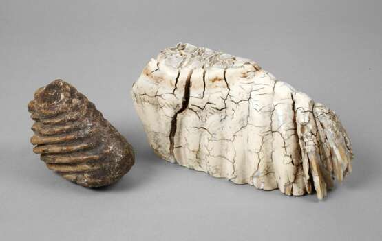 Zwei fossile Mammutzähne - Foto 1