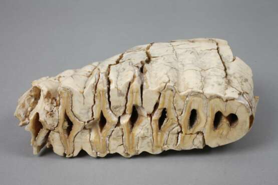 Zwei fossile Mammutzähne - фото 3