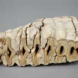 Zwei fossile Mammutzähne - Foto 3