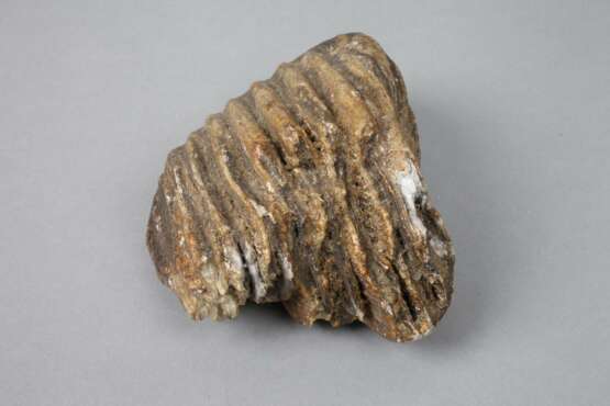 Zwei fossile Mammutzähne - Foto 5