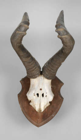 Mächtiges Gehörn eines Hartebeestbullen - Foto 1