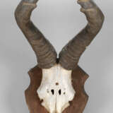 Mächtiges Gehörn eines Hartebeestbullen - Foto 1