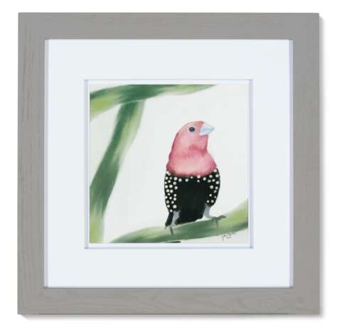 Pink-throated twinspot - Foto 1