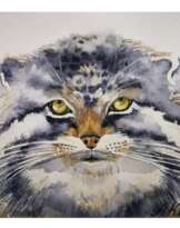 Manul/ Манул Manul/ Манул