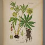 Arthus´ Handatlas der Heilpflanzen 1876 - Foto 3