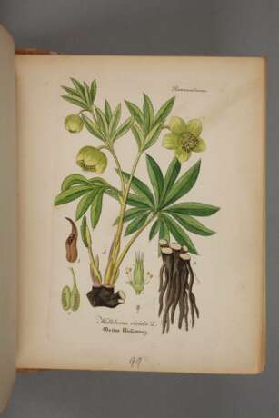Arthus´ Handatlas der Heilpflanzen 1876 - фото 3