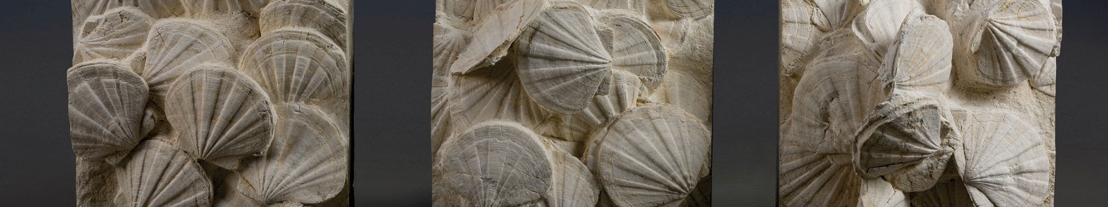 Sculpté par la nature: fossiles, minéraux et météorites
