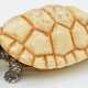Miniatur-Schildkröte - photo 1