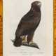 Sammlung von acht ornithologischen Druckgrafiken - фото 1