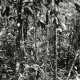 Struth, Thomas (*1954) "Daintree" 2004, aus der Mappe "Paradies", Fotografie/pigmentierter Tintenstrahldruck, Griffelkunst, verso sign./dat./bez., BM 32,5x48cm, min. Lagerspuren - photo 1