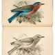 A Monograph of the Coraciidae, or the Family of the Rollers, Farnborough, 1893, red morocco gilt - Foto 1
