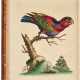 A Natural History of Uncommon Birds, London, 1743-64, 7 vols, contemporary calf rebacked - Foto 1