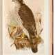 Coloured figures of the birds of the British Islands, London, 1885-97, second edition, 7 vols - photo 1