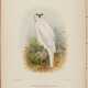 The birds of Australia [and related works by the same author], London, 1910-36 - photo 1