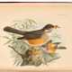 A monograph of the Turdidae, or family of thrushes, [1898-] 1902, 2 volumes, red three quarter morocco - photo 1