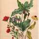 Catharine Parr Traill | Canadian wild flowers, Montreal, 1869, contemporary morocco gilt - фото 1