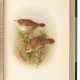 The British warblers, 1907-1914, 2 volumes - Foto 1