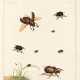 The English entomologist, 1792 - фото 1