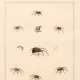 Aranei, or a natural history of spiders, 1793, 2 parts in 1 volume - Foto 1
