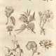 The Gardener's and Botanist's Dictionary, London, 1807, 4 vols, contemporary calf gilt - photo 1