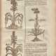 Botanologia. The English herbal: or, history of plants, 1710 - фото 1