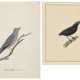 TWO STUDIES OF BIRDS: A GREY-HEADED MYNA AND AN UNIDENTIFIED BLACK BIRD - фото 1