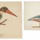 TWO STUDIES OF BIRDS: A STORK-BILLED KINGFISHER (HALCYON CAPENSIS) AND A DUCK - photo 1