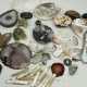 Sammlung Mineralien und Muscheln. - photo 1