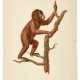 Jean-Baptiste Audebert | Histoire naturelle des singes. Paris, 1797-[1800], in the original parts, fine illustrations of primates - Foto 1