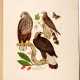 Captain Thomas Brown | Illustrations of the American ornithology. Edinburgh, [1831]-1835, the dedicatee’s large-paper copy with superior colour - Foto 1