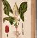 William Curtis | Flora Londinensis. London, 1777-1828, an important survey of London flora - Foto 1