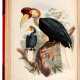 Daniel Giraud Elliot | A monograph of the bucerotidae, or family of the hornbills. New York, [1876]-1882, fine plates by Keulemans - Foto 1