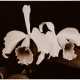Koch, Fred (1904-1947) "Orchideen", Fotografie auf Karton montiert, verso bez. und gestempelt, Folkwang Verlag, 12,4x17,5cm (30x40cm), leichte Lagerungsspuren - photo 1