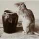 Renger-Patzsch, Albert (1897-1966) "Ratte mit Vase", Fotografie auf Karton montiert, verso bez. und gestempelt, Nr. 5404, Folkwang Verlag, 12,4x17,8cm (25x35cm), leichte Lagerungsspuren - фото 1