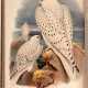 John Gould | The birds of Great Britain. London, 1862 1873, 5 volumes, one of the greatest works of British ornithology - Foto 1