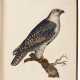 Prideaux John Selby | Illustrations of British ornithology. Edinburgh and London, 1821–1834, 2 volumes, life size ornithological plates by the British Audubon - фото 1