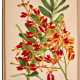 Robert Warner | Select orchidaceous plants. London, 1862–1875, outstanding botanical lithographs by Fitch - photo 1