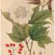 Guimpel, Friedrich (1774-1839) "Viburnum Oxycoccos", Grafik, in der Platte sign., 23x18 cm, im Passepartout hinter Glas und Rahmen - Foto 1