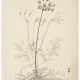 Album of original botanical drawings, from the garden of Rouen - photo 1