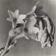 IMOGEN CUNNINGHAM (1883-1976) - Foto 1