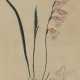 Gladiolus Carneus. - Foto 1