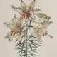 Dali Salvador (1904-1989) "Lilium auratum formicans“, Heliogravure/Prägedruck, u.r. sign., u. bez., 68x49cm (m.R. 96x75,5cm) - photo 1