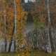 BRODSKAYA, LIDIA (1910-1991) Birch Trees in Autumn , signed, aslo further signed, titled in Cyrillic and dated 1964 on the reverse. - Foto 1