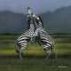 Tony Karpinski, Kämpfende Zebras - фото 1