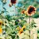 Thomas Struth. Helle Sonnenblumen No 1 - Foto 1