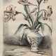 Hentschke, Hans (1889 Guben-1969 Bremerhaven) "Amaryllis in Vase", Orig.-Litho., handsign. u.r. und bez., 33,5x24,5 cm, im Passepartout hinter Glas und Rahmen - фото 1